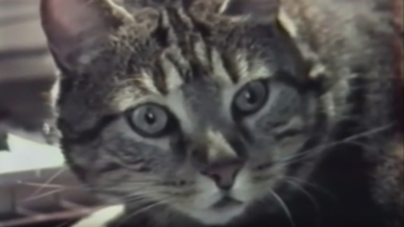 MAJ_Chat_ecoutant_de_la_musique